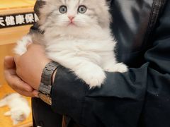 -欣宠猫屋·矮脚拿破仑·蓝金金渐层