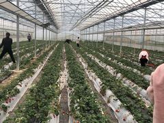 -建德果蔬乐园绪塘草莓基地