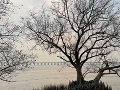-宝安西湾红树林湿地公园