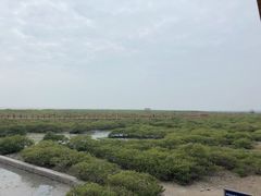 -北海金海湾红树林生态旅游区