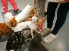 -飞行喵MR PILOT|猫舍·猫咖(静安大融城店)