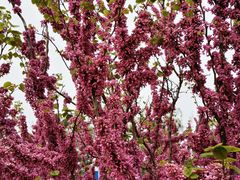 -永定河休闲森林公园