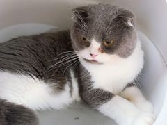 -李小姐の猫咖啡馆(五角场店)