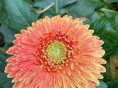 -中国科学院华南植物园