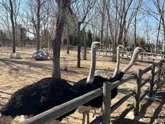 -大连森林动物园