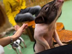 -藦茜花园宠物主题亲子互动体验馆(国顺东路店)