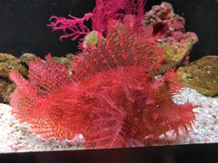 -暹罗海洋世界