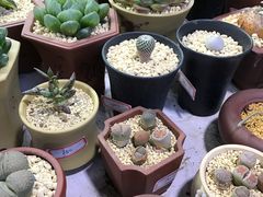 -万商花鸟市场