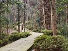 -铁山坪森林公园