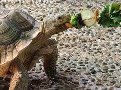 -上海大自然野生昆虫馆(东方明珠·爬宠昆虫探索中心)