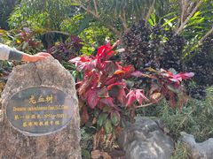 -中国科学院西双版纳热带植物园