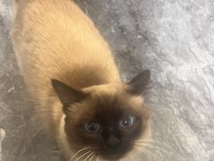 -关爱宠物医院·猫科中心·消化科(滨湖万达分院)