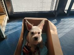 -宠颐生宠物医院外科·内科·皮肤科·影像科(石龙店)