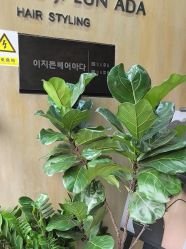-韩国李知恩形象设计