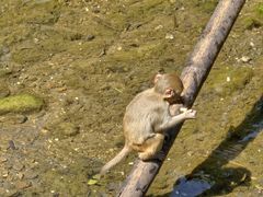 -西双版纳原始森林公园