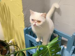 -吉丁鸟咖·异宠·寄养