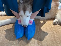 -Husky Go! 哈士奇体验馆·宠物咖啡厅狗咖