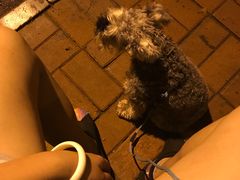 -瑞派雷欧宠物医院·24h夜诊·心脏骨科牙科·全科重症转诊中心(无影山店)