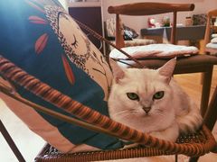 -万小咖.猫咖(中山路天虹店)