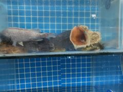 -宾朋海鲜特色美食餐厅·纯手工鲅鱼水饺(兴海路店)