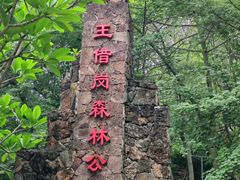-王借岗森林公园
