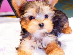 -翊宠yipet猫狗购宠庄园犬舍•猫舍