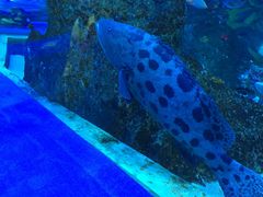 -芜湖新华联大白鲸海洋公园