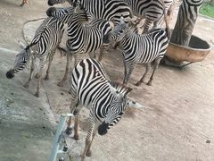 -深圳野生动物园