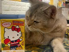 -平行世界·猫咖(首经贸店)
