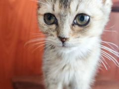 -楼上猫咖(罗湖店)