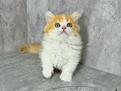 -小猫来了·猫舍(红山六九七九店)