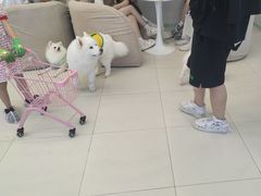 -怪兽屋·羊驼·猫咖·狗咖(俊华广场店)