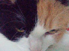 -瑞派动物医院·猫专科·至诚(江南中分院)