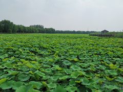 -荷塘月色湿地公园·向阳花洲