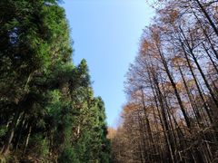 -山王坪喀斯特国家生态公园