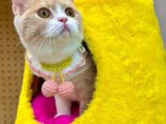 -帕帕拉兹宠物(亚洲旗舰店)