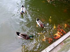 -广东茂名森林公园