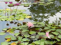 -莲花池公园