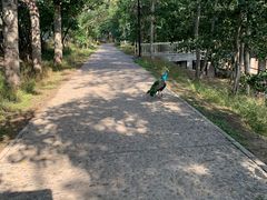 -北京麋鹿生态实验中心