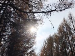 -塞罕坝国家级自然保护区