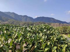 -听风阁农家私房菜茶楼(龙坞店)