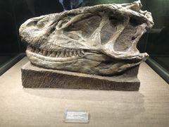 -自贡恐龙博物馆