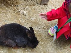 -神户市立六甲山牧场