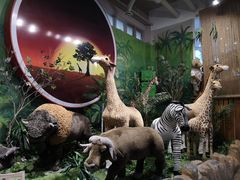 -济州岛泰迪熊博物馆