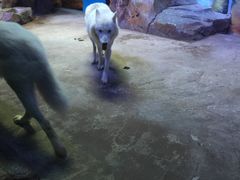 -芜湖新华联大白鲸海洋公园