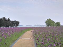 -苏州金鸡湖大酒店