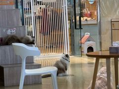 -藏猫猫咖啡主题馆(中央大道店)