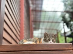 -龙华素斋(龙华路店)