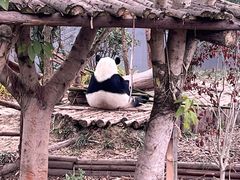 -成都大熊猫繁育研究基地