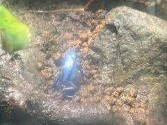 -上海大自然野生昆虫馆(东方明珠·爬宠昆虫探索中心)